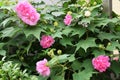 Hibiscus mutabilis/Three times color change flower ÃÂ  Royalty Free Stock Photo